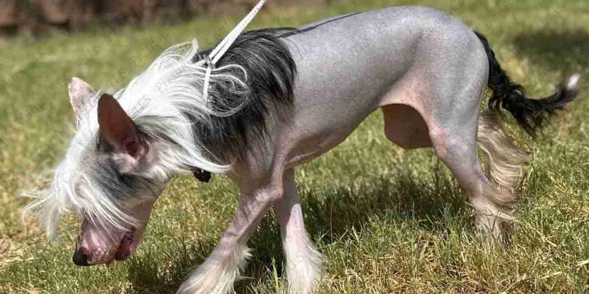 The Chinese Crested Puppy: A Unique and Loving Companion