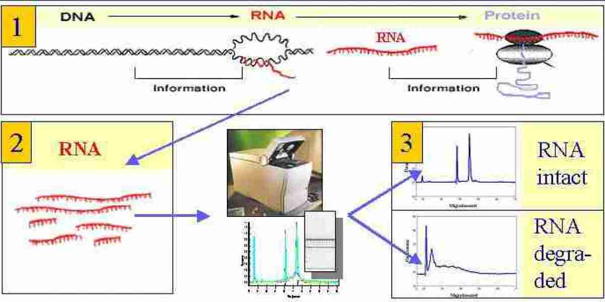 What is the RNA Integrity Number (RIN)?