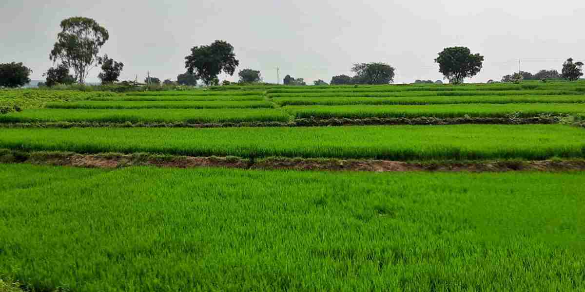 Protecting Crops the Systemic Way: Thiamethoxam 70 WS Benefits Explained