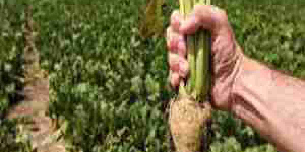 Global Sugar Beet Pectin Market – Industry Size and Forecasts 2024-2032