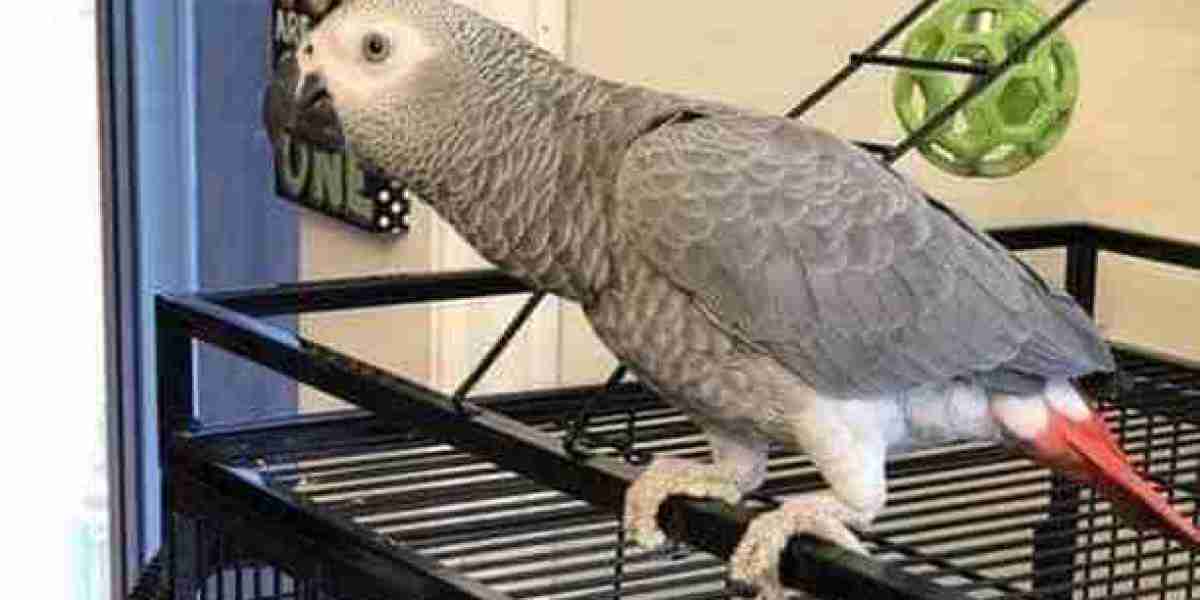 See What Gizmo Newborn African Grey Parrot Tricks The Celebs Are Using