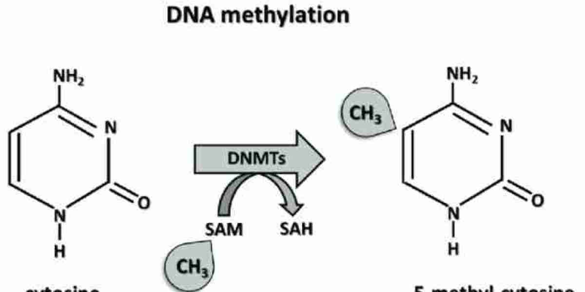 Overview of DNA Methylation Sequencing Methods