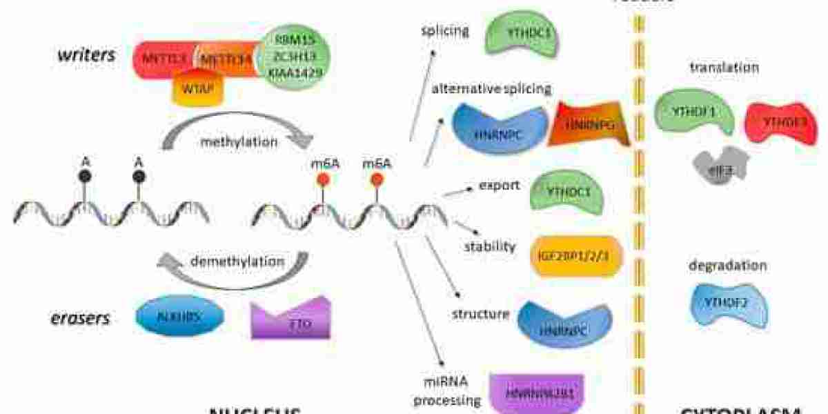 What is RNA Methylation and How to Study